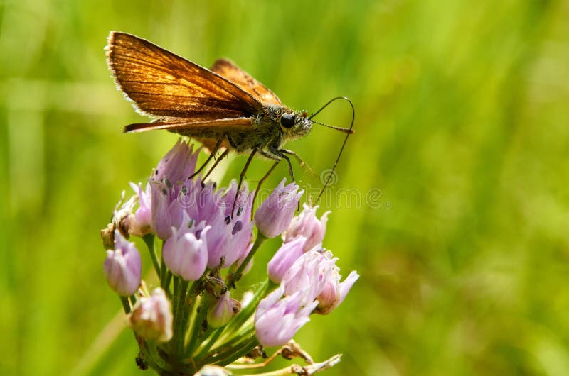 Piękny motyl na kwiacie pije nektar obrazy stock Piękny motyl na kwiacie pije nektar obrazy stock