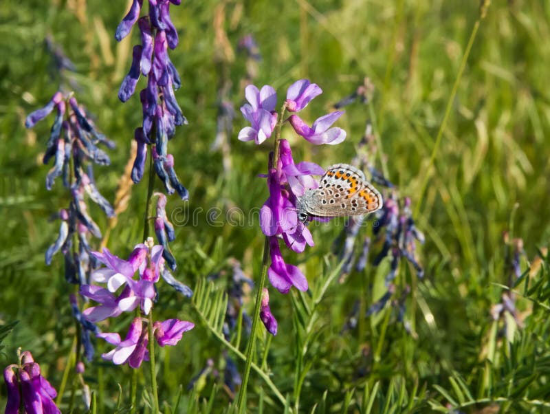 Piękny motyl na kwiacie w łące, zdjęcia stock Piękny motyl na kwiacie w łące, zdjęcia stock