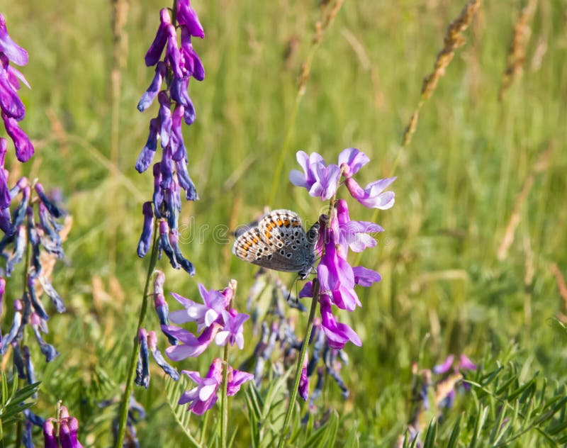 Piękny motyl na kwiacie wewnątrz, łąka zdjęcia royalty free Piękny motyl na kwiacie wewnątrz, łąka zdjęcia royalty free