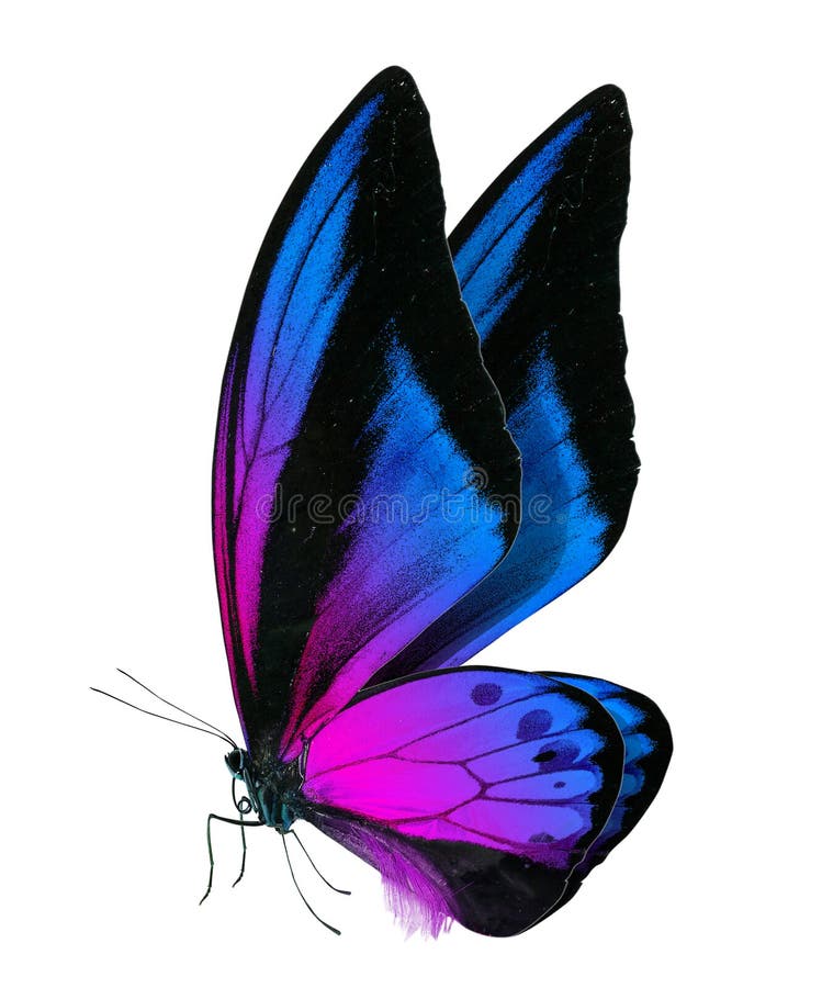Piękny motyl odizolowywający na bielu zdjęcie stock Piękny motyl odizolowywający na bielu zdjęcie stock
