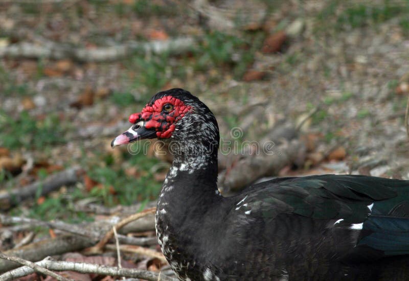 Piękny Muscovy kaczki samiec zakończenie up obrazy stock Piękny Muscovy kaczki samiec zakończenie up obrazy stock
