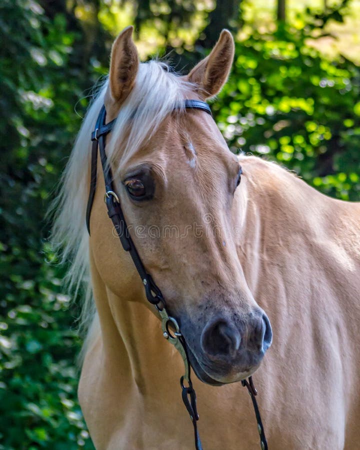 Piękny Palomino ćwiartki konia klacz fotografia stock Piękny Palomino ćwiartki konia klacz fotografia stock