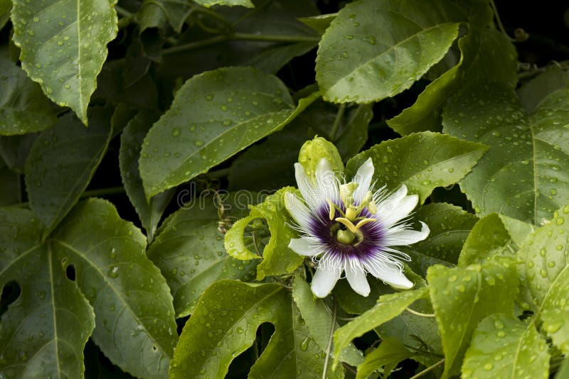 Piękny passiflora z cieniami biel i purpury obraz royalty free Piękny passiflora z cieniami biel i purpury obraz royalty free