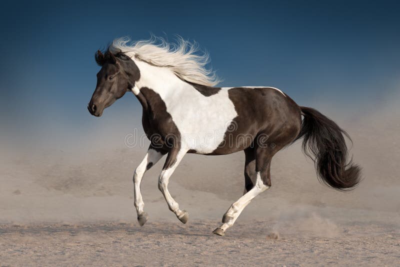 Piękny piebald koń zdjęcia stock Piękny piebald koń zdjęcia stock