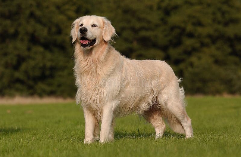 Piękny pies, Labrador Retriever