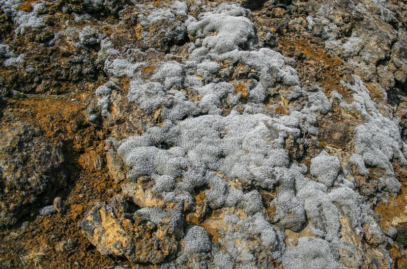 Beautiful grey moss on lava in iceland. Beautiful grey moss on lava in iceland