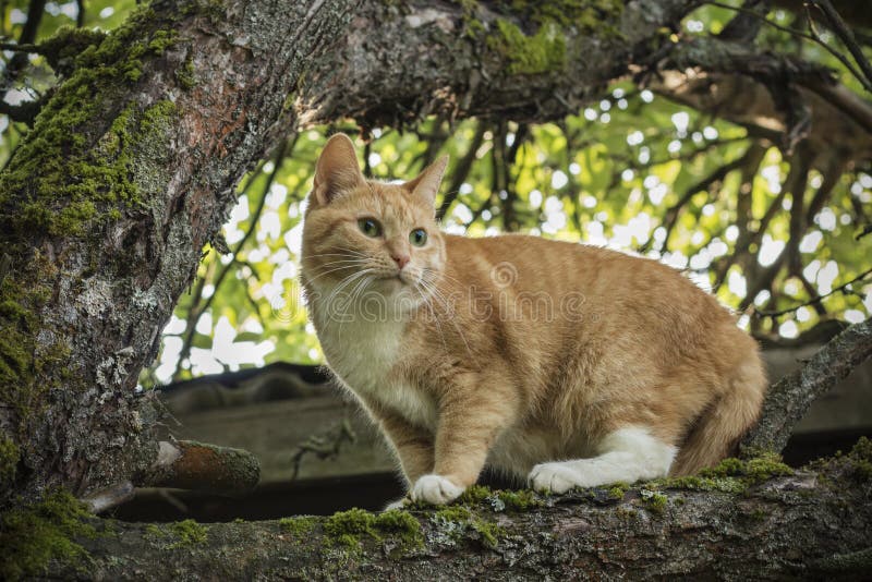 Piękny przewodzący kot z zielonymi oczami na branchBeautiful czerwonym kocie z zielonymi oczami na drzewie obraz stock Piękny przewodzący kot z zielonymi oczami na branchBeautiful czerwonym kocie z zielonymi oczami na drzewie obraz stock