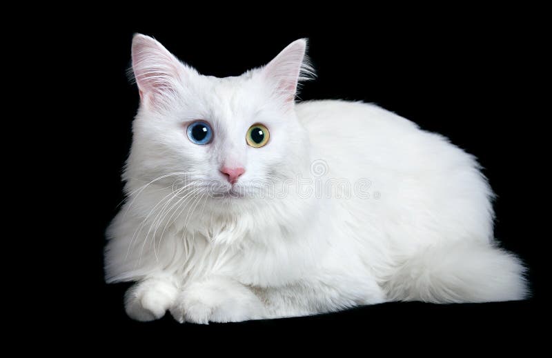 Piękny puszysty biały kot z różnymi oczami