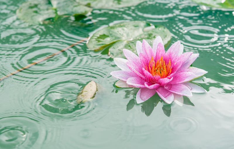 Piękny Różowy Lotus, roślina wodna z odbiciem