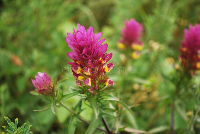 Piękny różowy lub fioletowy kwiat z żółtymi częściami w bliskiej hodowli w naturalnym środowisku naturalnym