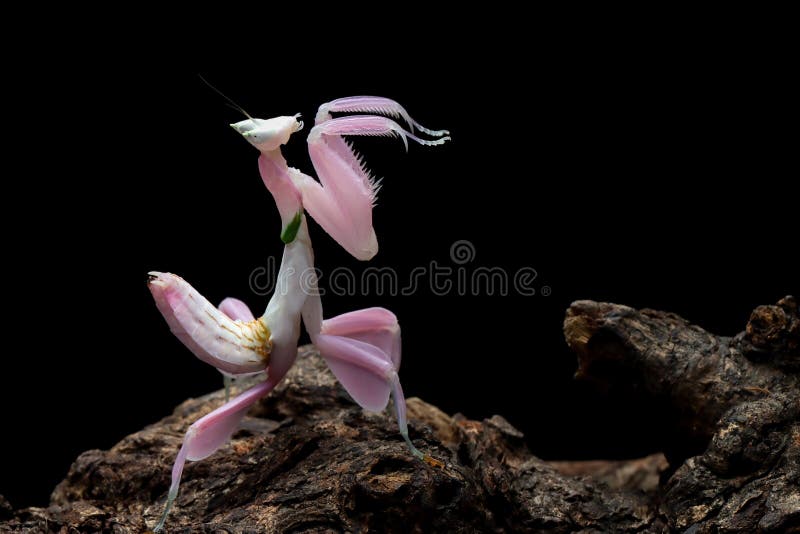 Piękny różowy mantis orchicki na drewnie z odizolowanym tłem zdjęcia stock