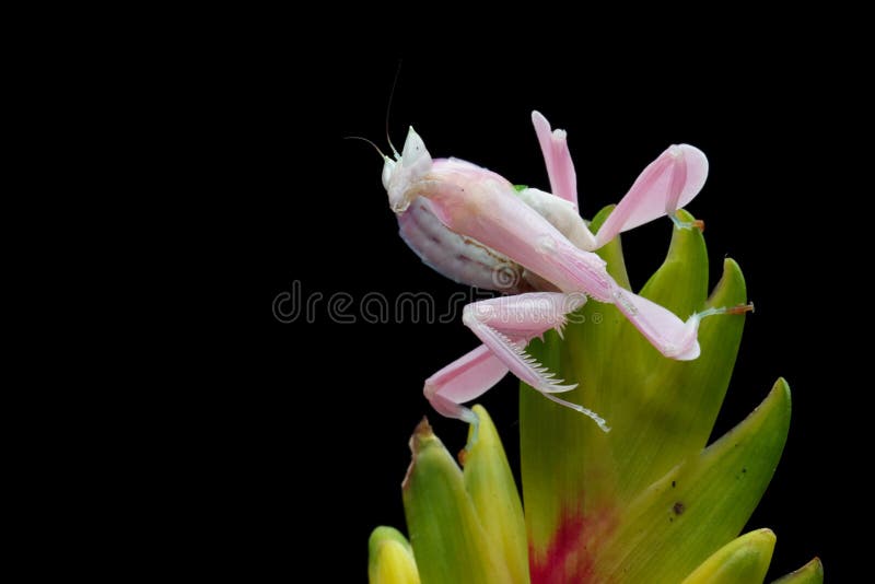 Piękny różowy mantis orchidei na kwiacie z izolowanym tłem fotografia royalty free