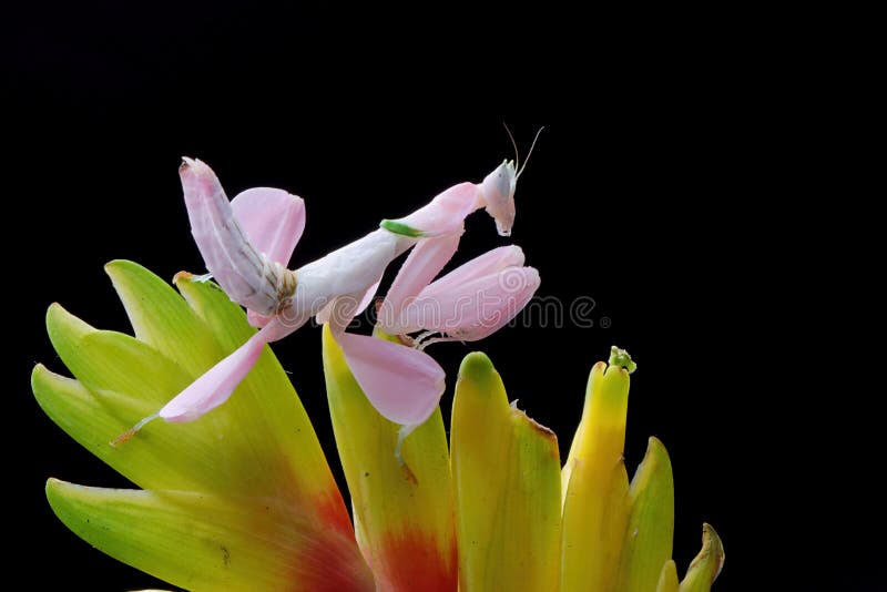 Piękny różowy mantis orchidei na kwiacie z izolowanym tłem zdjęcie stock