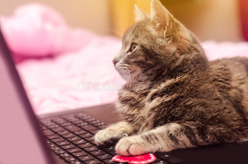 Beautiful gray tabby cat with a laptop with a heart. Funny pet. Pink background. Valentine`s Day and love. Selective focus. Beautiful gray tabby cat with a laptop with a heart. Funny pet. Pink background. Valentine`s Day and love. Selective focus.