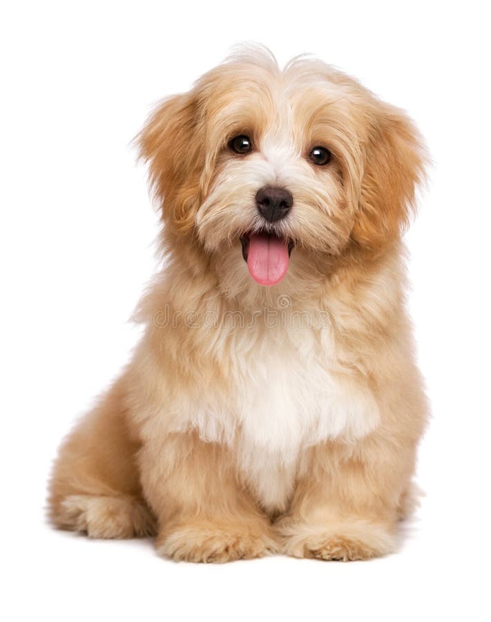 Beautiful happy reddish havanese puppy dog is sitting frontal and looking at camera, isolated on white background. Beautiful happy reddish havanese puppy dog is sitting frontal and looking at camera, isolated on white background