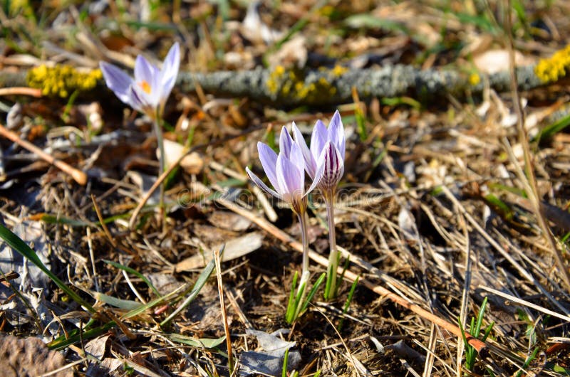 Piękny tercet na krokus łące obraz stock Piękny tercet na krokus łące obraz stock