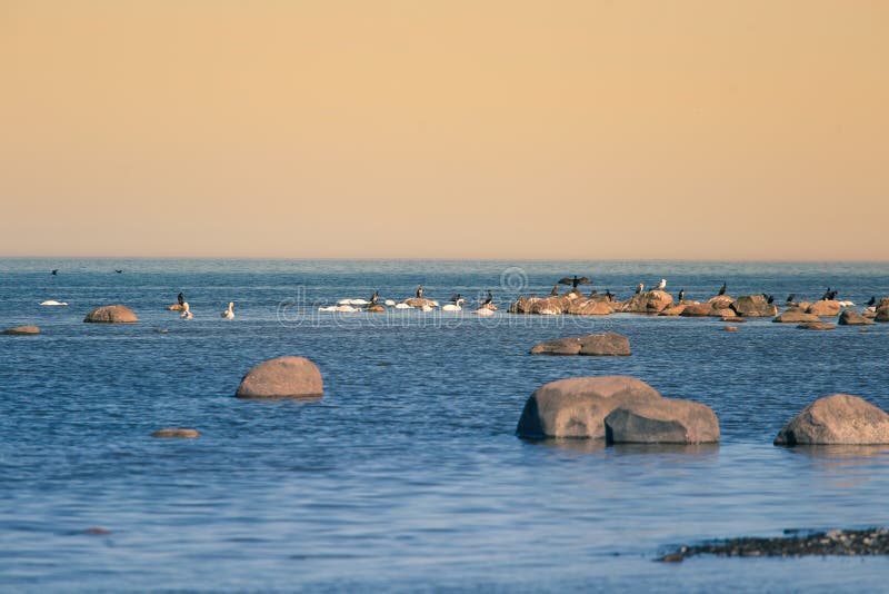 Piękny wiosna krajobraz przy plażą z kolonią ptaki Łabędź, kormorany, frajery relaksuje na kamieniach przy plażą zdjęcie royalty free Piękny wiosna krajobraz przy plażą z kolonią ptaki Łabędź, kormorany, frajery relaksuje na kamieniach przy plażą zdjęcie royalty free