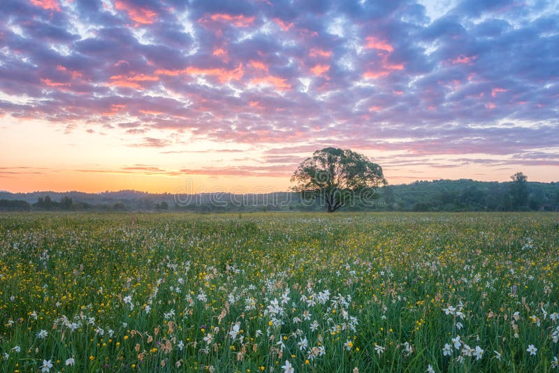 Piękny wschód słońca w kwiatonośnej dolinie, scenicznym krajobrazie z dzikimi dorośnięcie kwiatami i koloru chmurnym niebie zdjęcie stock