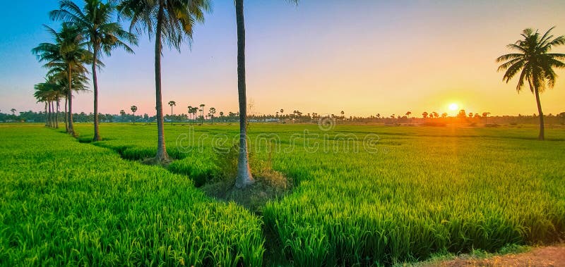 Rice is a staple diet for the most of the World population. Andhrapradesh is known as Rice bowl of India. East Godavari and West Godavari districts are known as the rice bowl of Andhra Pradesh. The fertile area with lush paddy fields and coconut groves between the Godavari and Krishna rivers. Rice is the Principal food crop cultivated throughout the state providing food for its growing population, fodder to the cattle and employment to the rural masses.In Andhra Pradesh paddy is the major crop cultivated in more than 22 lakh hectares during Kharif and Rabi seasons. Rice is a staple diet for the most of the World population. Andhrapradesh is known as Rice bowl of India. East Godavari and West Godavari districts are known as the rice bowl of Andhra Pradesh. The fertile area with lush paddy fields and coconut groves between the Godavari and Krishna rivers. Rice is the Principal food crop cultivated throughout the state providing food for its growing population, fodder to the cattle and employment to the rural masses.In Andhra Pradesh paddy is the major crop cultivated in more than 22 lakh hectares during Kharif and Rabi seasons.