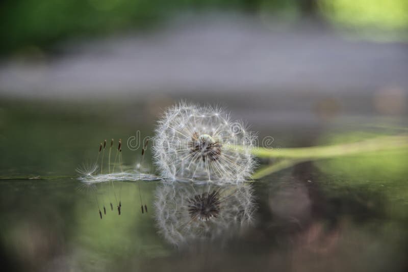Piękny zakończenie w górę dandelion odbija w wodnym tle zdjęcia stock Piękny zakończenie w górę dandelion odbija w wodnym tle zdjęcia stock