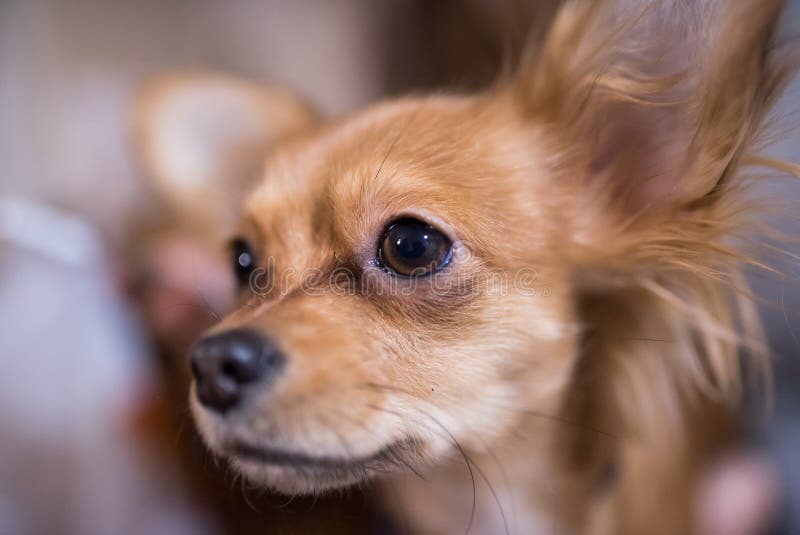 Piękny zakończenie w górę portreta uroczy chihuahua pies obrazy stock Piękny zakończenie w górę portreta uroczy chihuahua pies obrazy stock