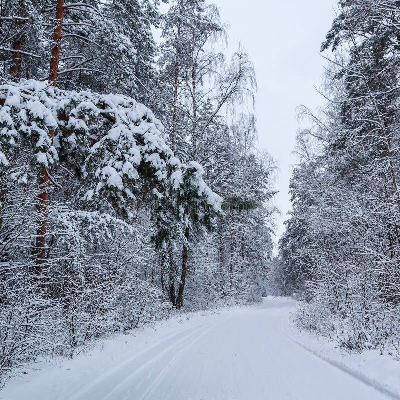 Piękny zima las z śnieżnymi drzewami i białą śnieżną drogą Sosny gałąź nad drogą i wiele gałązkami zakrywającymi z śniegiem obraz stock Piękny zima las z śnieżnymi drzewami i białą śnieżną drogą Sosny gałąź nad drogą i wiele gałązkami zakrywającymi z śniegiem obraz stock