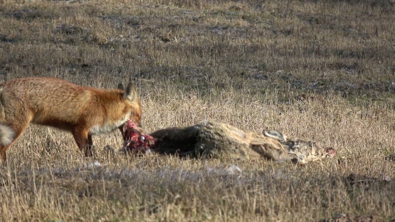 Piękny zwierzęcy czerwonego lisa Vulpes łasowania roe rogacza carrion mięso na polu