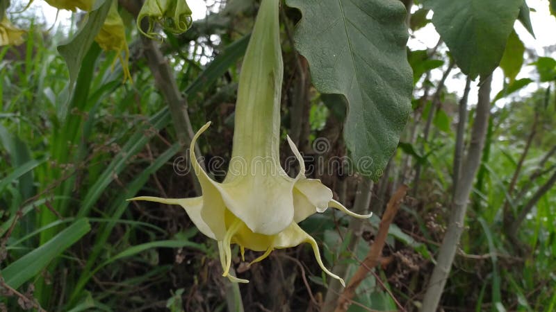 Piękny żółty biały biały brugmansia arborea angel horel dziki kwiat