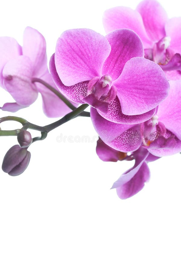 Pięknych kwiatów odosobniony storczykowy purpurowy biel obrazy royalty free