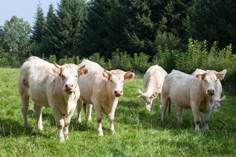 Pięć białych Charolais wołowiny krów pasa w zielonym trawiastym paśniku obraz stock Pięć białych Charolais wołowiny krów pasa w zielonym trawiastym paśniku obraz stock