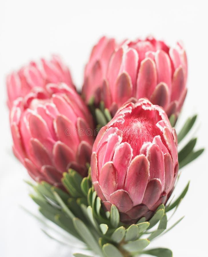 Pięć czerwieni protea kwiatów fotografia stock Pięć czerwieni protea kwiatów fotografia stock