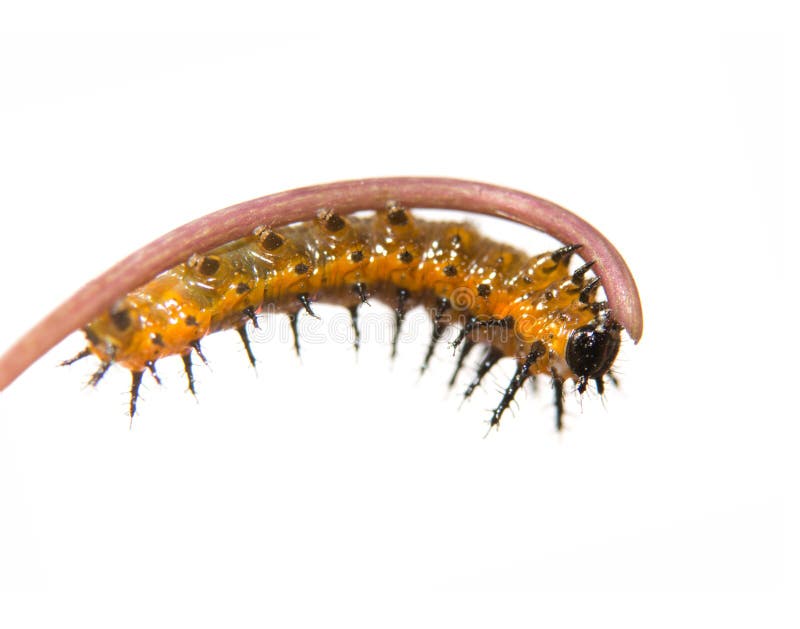 Pięć dni starych, drugi instar zatoki Fritillary motyla gąsienica fotografia stock Pięć dni starych, drugi instar zatoki Fritillary motyla gąsienica fotografia stock