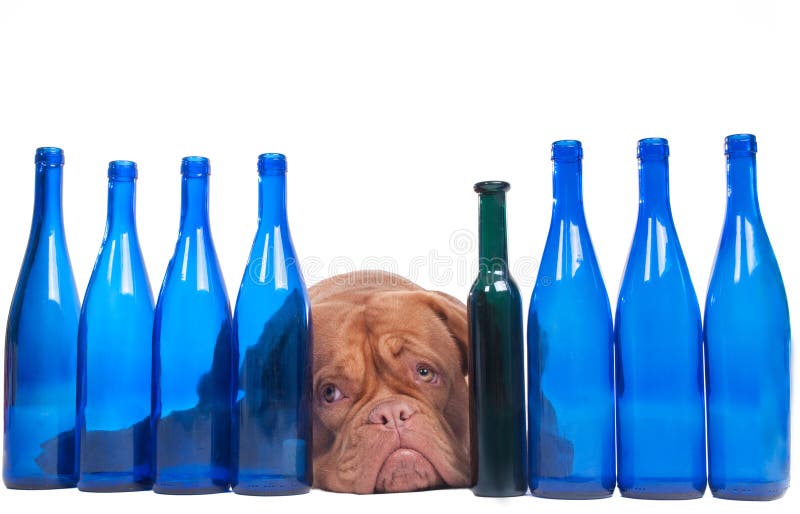Dogue de bordeaux lying between empty wine bottles. Dogue de bordeaux lying between empty wine bottles