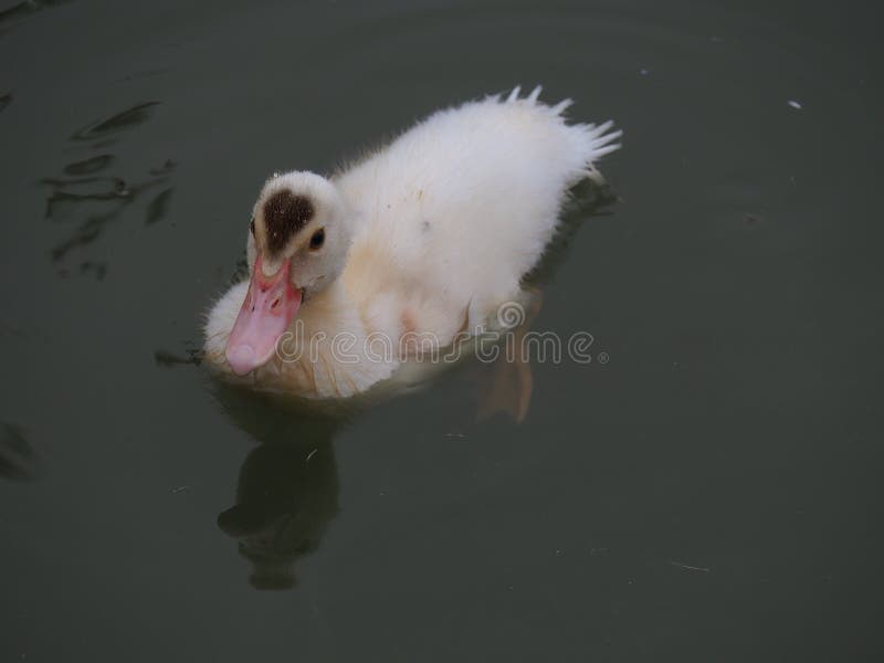 Muscovy or Creole duckling facing the camera swimming in a still pond with gray green water. Photographed from above in Spring, Texas. Muscovy or Creole duckling facing the camera swimming in a still pond with gray green water. Photographed from above in Spring, Texas