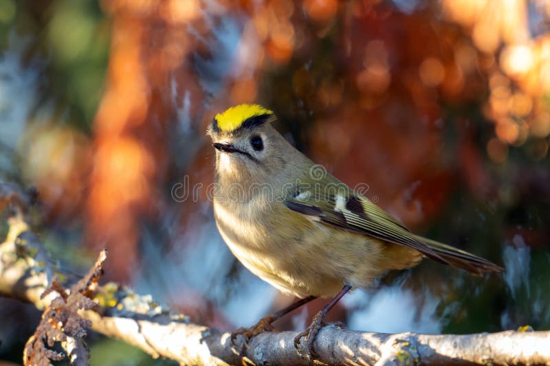 Pițigoiul-de-aur, Regulus regulus, pițigoiul-de-aur. Cea mai mică pasăre din Eurasia royalty free stock photography