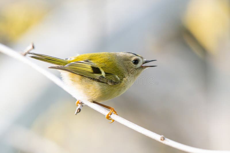 Pițigoiul-de-aur, Regulus regulus, pițigoiul-de-aur. Cea mai mică pasăre din Eurasia royalty free stock photo