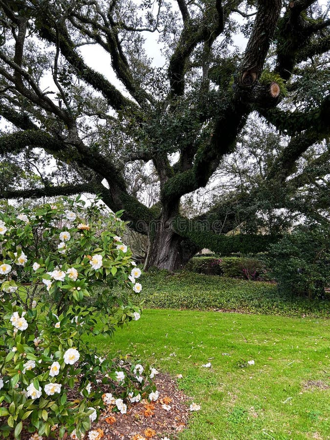 Scène van een Live Oak, Quercus virginiana, langs de weg royalty-vrije stock fotografie
