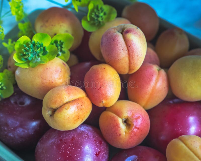 Placa de cerámica del cuadrado con la fruta fresca, los ciruelos rojos y las nectarinas, primer del tiro en una tabla brillante, fotografía de archivo Placa de cerámica del cuadrado con la fruta fresca, los ciruelos rojos y las nectarinas, primer del tiro en una tabla brillante, fotografía de archivo