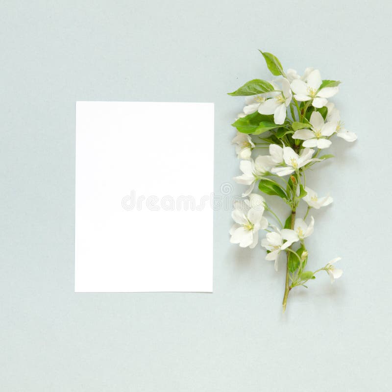 Placa de papel, flores frescas do ver?o no fundo azul Modelo Vista de acima foto de stock royalty free Placa de papel, flores frescas do ver?o no fundo azul Modelo Vista de acima foto de stock royalty free
