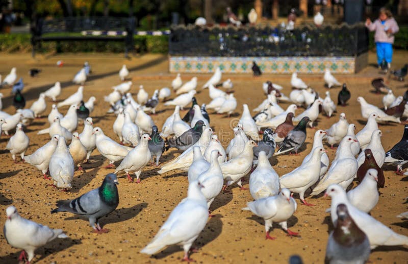 Miesto v Seville, Španielsko, preplnené vtákov čakanie na jedlo dané dieťa.