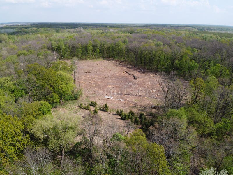 A place of felling, aerial view. Devastated land, clearing