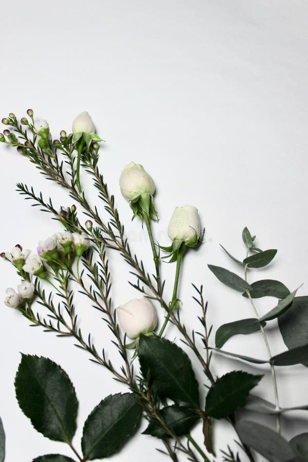 Place for Text on White Background between Flowers of Rose, Eucalyptus