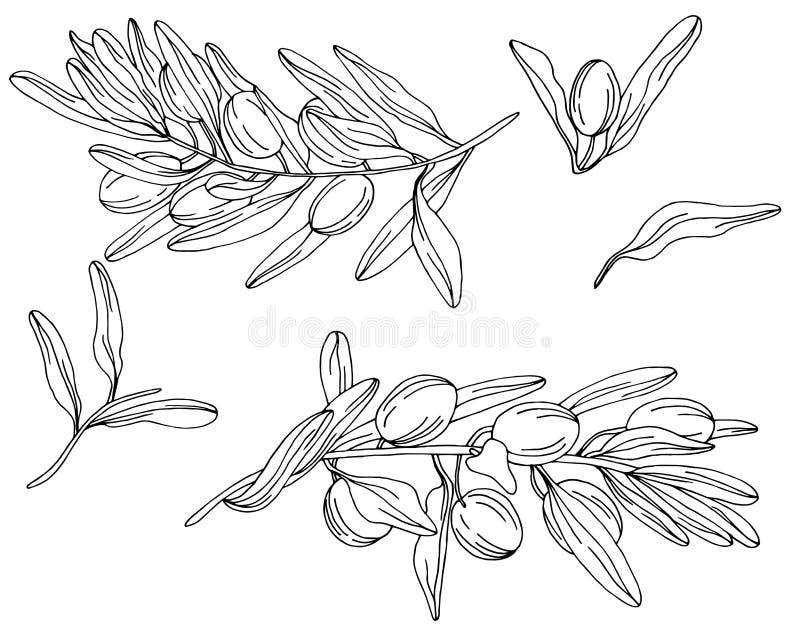 Placez des branches d'olivier noires et blanches illustration libre de droits Placez des branches d'olivier noires et blanches illustration libre de droits