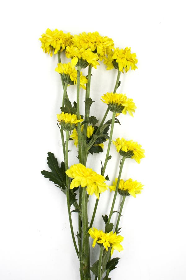 Placez des chrysanthèmes jaunes lumineux d'isolement sur le bachground blanc Une certaine fleur avec le tir de bourgeon à différe image stock Placez des chrysanthèmes jaunes lumineux d'isolement sur le bachground blanc Une certaine fleur avec le tir de bourgeon à différe image stock