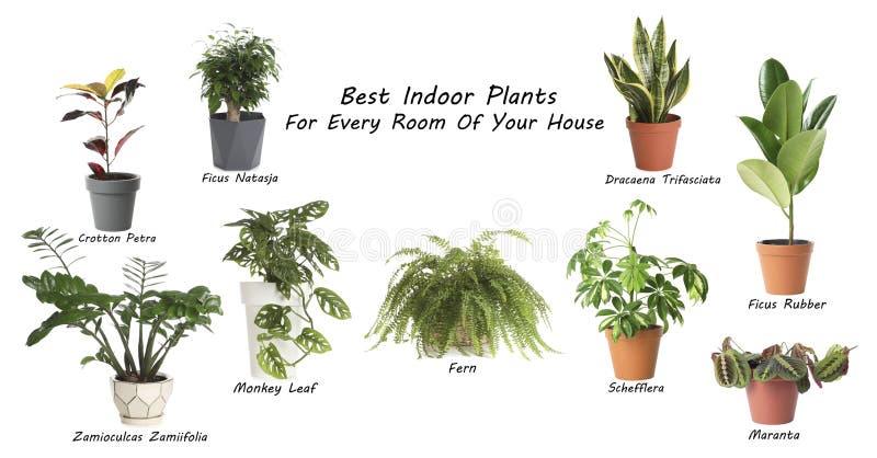 Set of house plants on white background. Set of house plants on white background