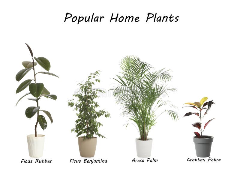 Popular house plants on white background. Popular house plants on white background