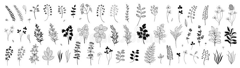 Set of hand drawn plants, leaves, flowers. Silhouettes of natural elements for seasonal backgrounds, templates, wallpaper, cards, banners. Modern stylish design. Doodle style. Contemporary trendy vector icons. Set of hand drawn plants, leaves, flowers. Silhouettes of natural elements for seasonal backgrounds, templates, wallpaper, cards, banners. Modern stylish design. Doodle style. Contemporary trendy vector icons.