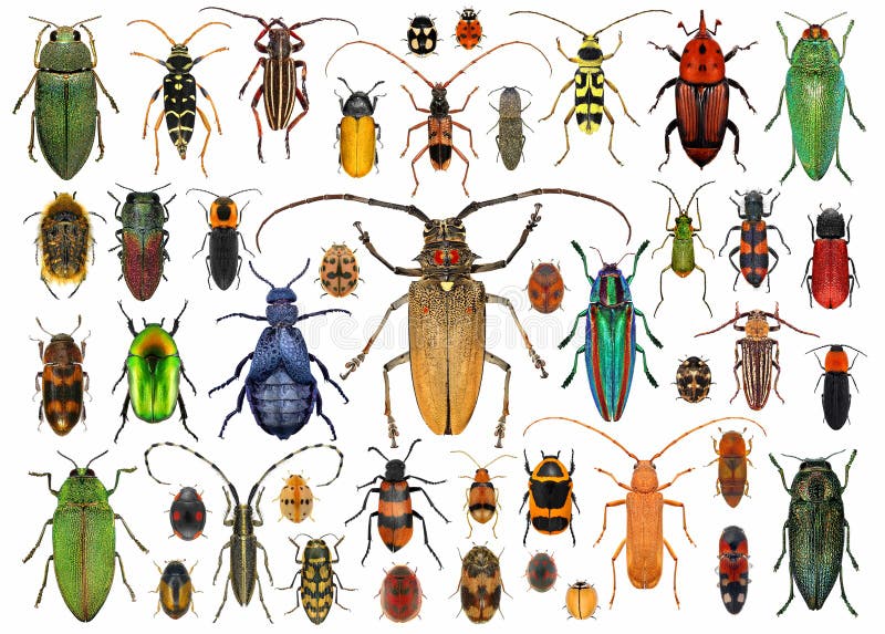 Quatre scarabées colorés illustration de vecteur. Illustration du  coléoptères - 98237700