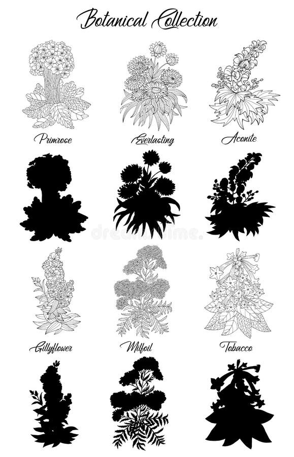 Set of black and white outline flowers - milfoil, aconite, primrose, tobacco. Vector botanical illustration and silhouette, line art graphic drawing. See my full collection of plants. Set of black and white outline flowers - milfoil, aconite, primrose, tobacco. Vector botanical illustration and silhouette, line art graphic drawing. See my full collection of plants