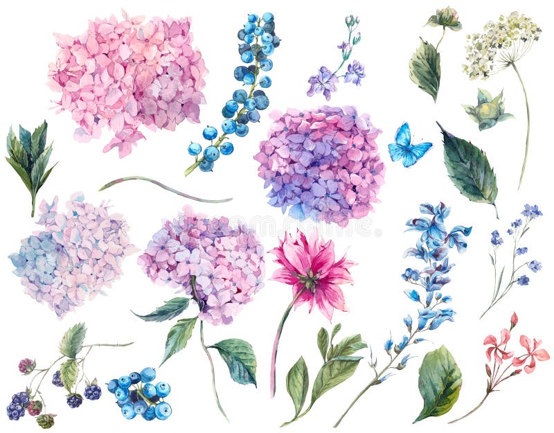 Set vintage watercolor elements of Blooming Hydrangea and garden flowers, leaves branches flowers and wildflowers, watercolor illustration isolated on white background. Set vintage watercolor elements of Blooming Hydrangea and garden flowers, leaves branches flowers and wildflowers, watercolor illustration isolated on white background